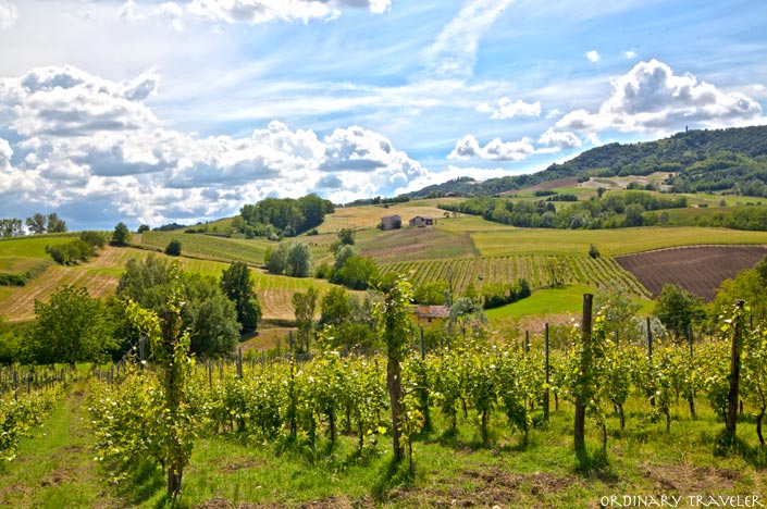 Vineyards in Ziano Piacentino - Emilia Romagna, Italy