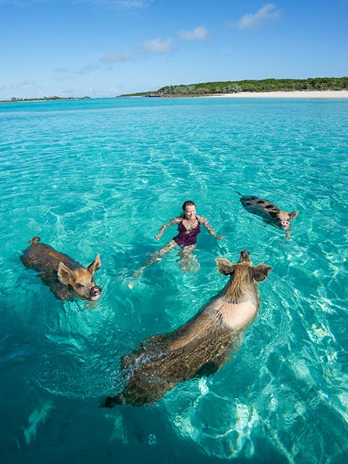 Exumas Bahamas Swim With Pigs