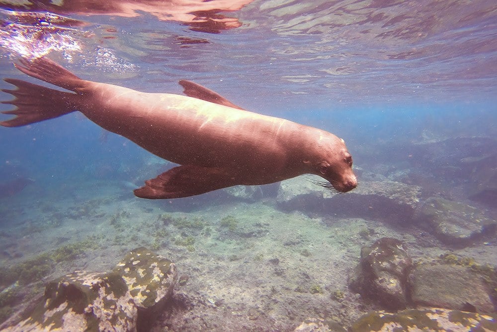 Cruising the Galapagos Islands with Andando Tours