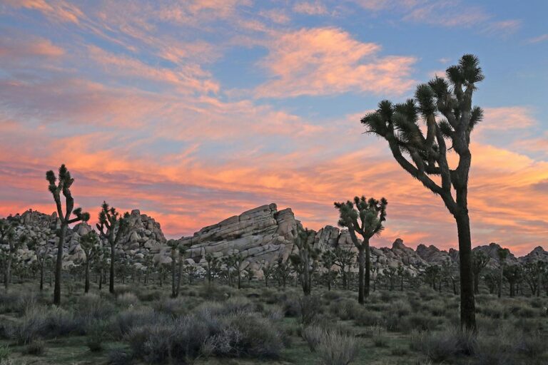 Weekend in Joshua Tree: The perfect 2-3 Day Itinerary